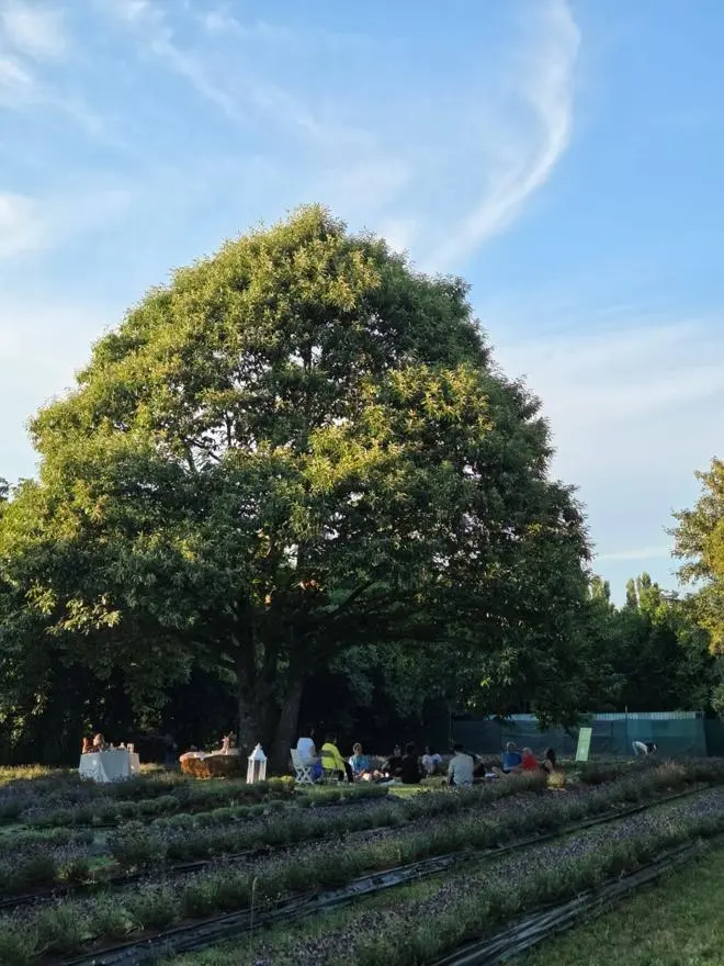 Il gruppo di mindfulness nel giardino del Festival della Lavanda